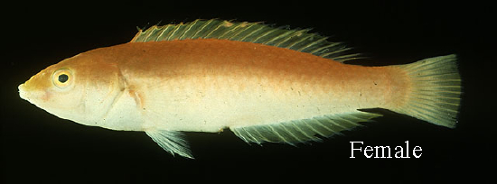  Pseudojuloides cerasinus (Smalltail Pencil Wrasse)